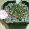 Gymnocalycium_friedrichii_1
